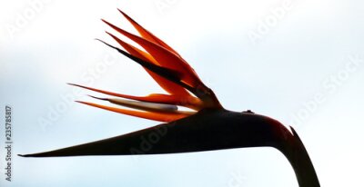 Papier peint  Strelitzia, fleur de perroquet.