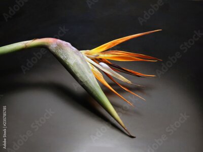 Papier peint  Strelitzia, fleur de perroquet. Fleur coupée vive, colorée et tropicale.
