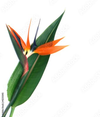 Papier peint  Strelitzia: fleur et feuille