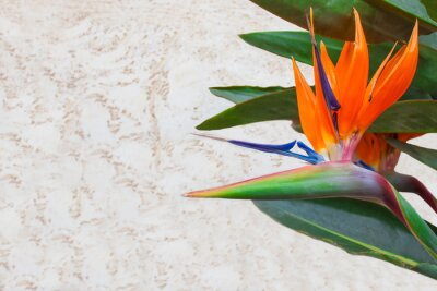 Papier peint  Strelitzia fleur exotique sur un fond de Pierre