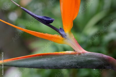 Papier peint  Strelitzia, fleur exotique tropicale