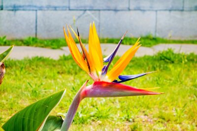 Papier peint  Strelitzia fleur fleur