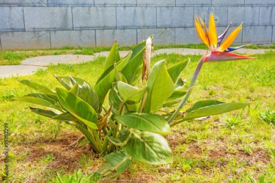 Papier peint  Strelitzia fleur fleur