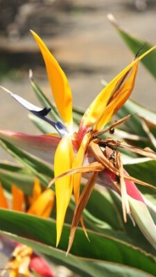 Papier peint  Strelitzia, fleur, jardin, Lanzarote, canari, Îles