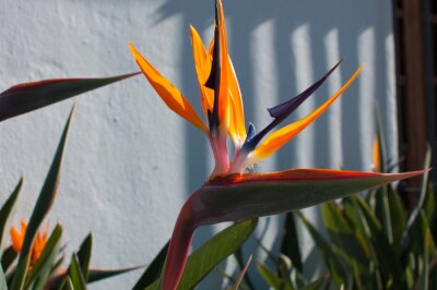 Papier peint  strelitzia fleur jaune-bleu