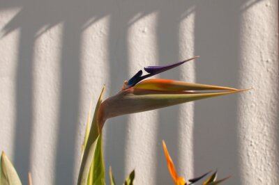 Papier peint  strelitzia fleur jaune-bleu