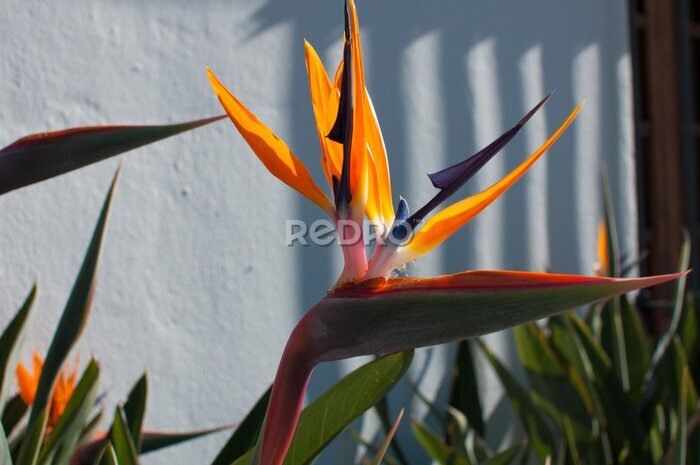 Papier peint  strelitzia fleur jaune-bleu