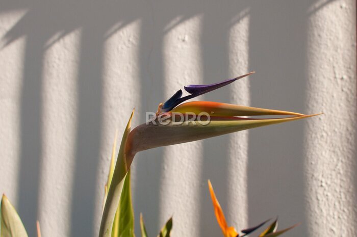 Papier peint  strelitzia fleur jaune-bleu
