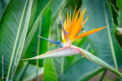Papier peint  Strelitzia fleur lumineuse sur fond naturel vert.