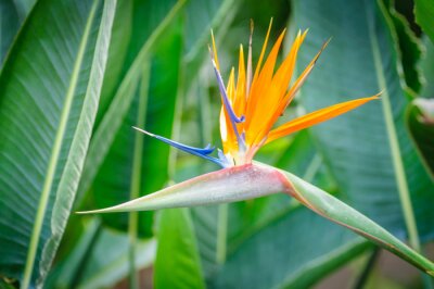Papier peint  Strelitzia fleur lumineuse sur fond naturel vert.