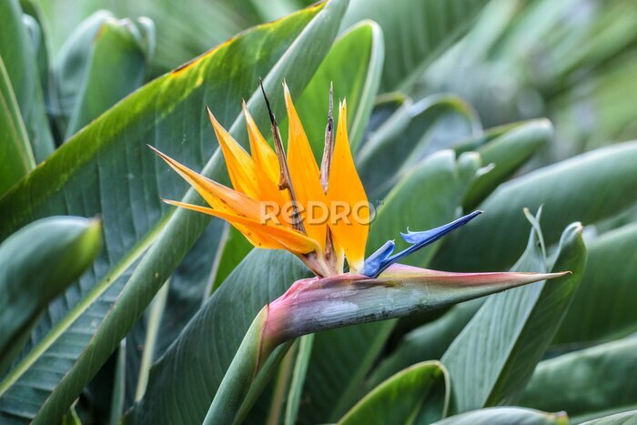 Papier peint  Strelitzia, fleur, madère, île, portugal
