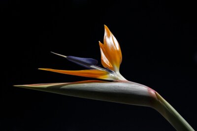 Papier peint  Strelitzia, fleur, noir, fond