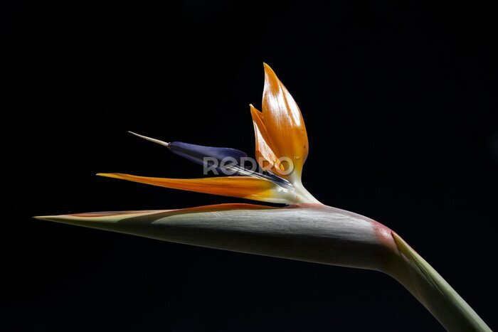Papier peint  Strelitzia, fleur, noir, fond