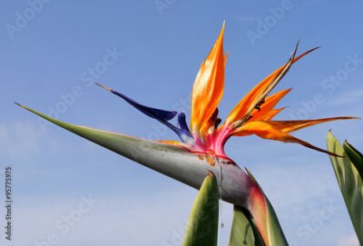 Papier peint  Strelitzia fleur - Oiseau de paradis