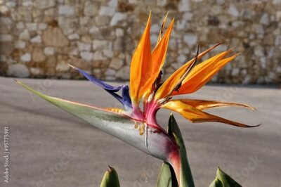 Papier peint  Strelitzia fleur - Oiseau de paradis