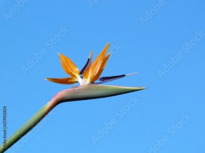Papier peint  Strelitzia Fleur Oiseau du Paradis sur fond de ciel bleu