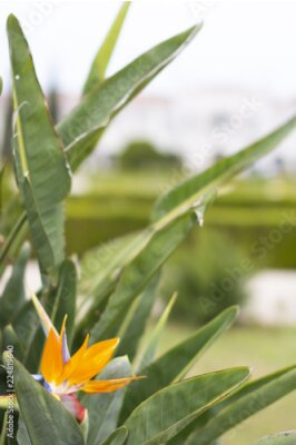 Papier peint  Strelitzia fleur orange tir sur fond flou, espace pour le texte