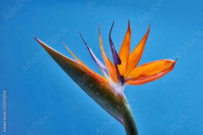 Papier peint  Strelitzia fleur orange tropicale avec des feuilles vertes sur fond bleu.