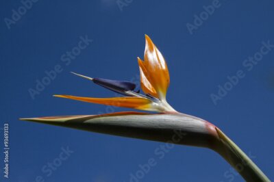 Papier peint  Strelitzia fleur sur fond bleu