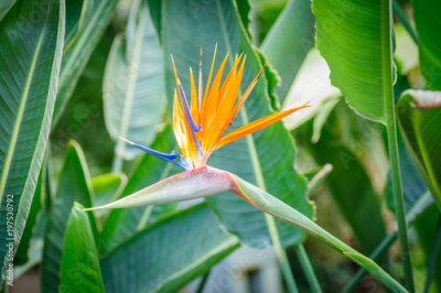 Papier peint  Strelitzia fleur sur fond naturel vert