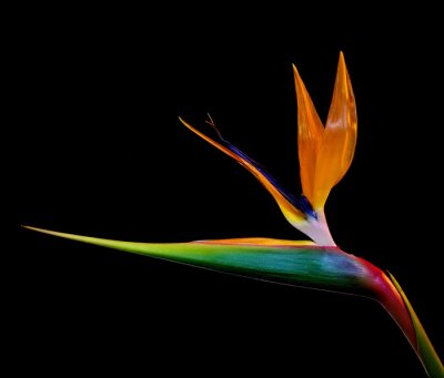 Papier peint  Strelitzia fleur sur fond noir