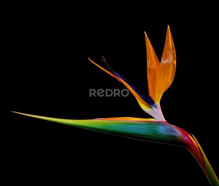Papier peint  Strelitzia fleur sur fond noir