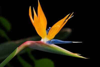 Papier peint  Strelitzia fleur sur fond sombre