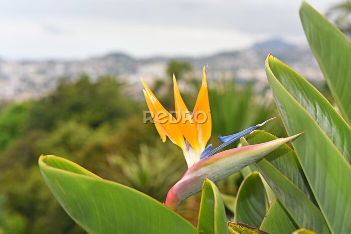 Papier peint  Strelitzia - fleur traditionnelle de l'île de Madère.