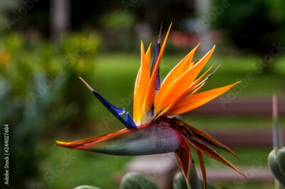 Papier peint  strelitzia fleur tropicale