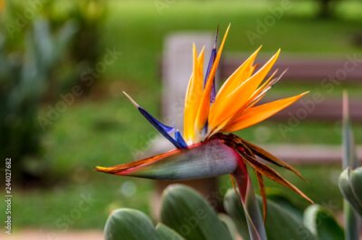 Papier peint  strelitzia fleur tropicale