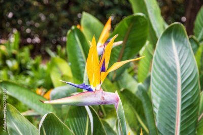 Papier peint  Strelitzia, fleur tropicale, oiseau de paradis, île de Madère, Funchal, Portugal