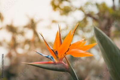Papier peint  Strelitzia, fleur tropicale orange, est également connue comme une fleur paradisiaque pour les oiseaux ou une fleur de grue.