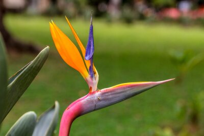 Papier peint  strelitzia fleur tropicale orange et rouge