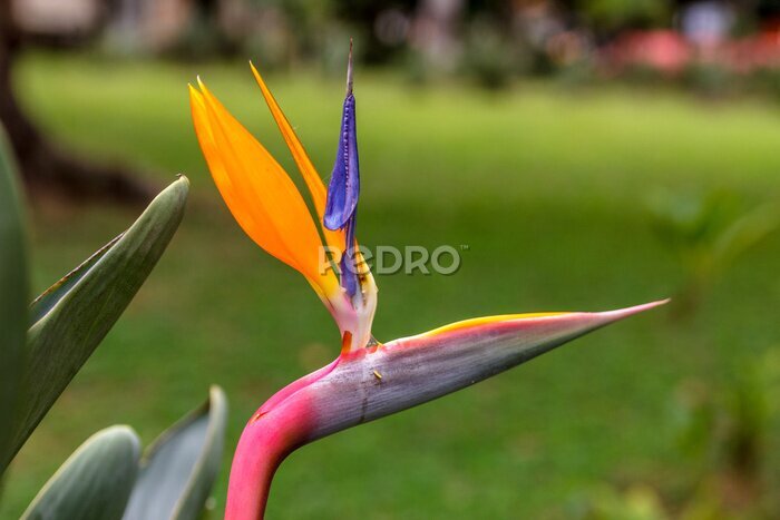 Papier peint  strelitzia fleur tropicale orange et rouge