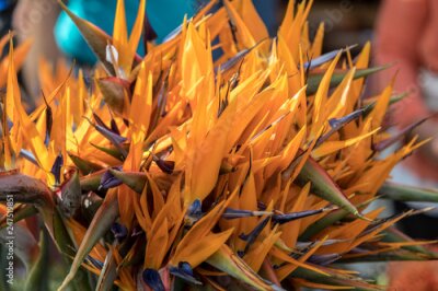 Papier peint  Strelitzia, fleur tropicale ou oiseau de paradis de l'île de Madère, Portugal.