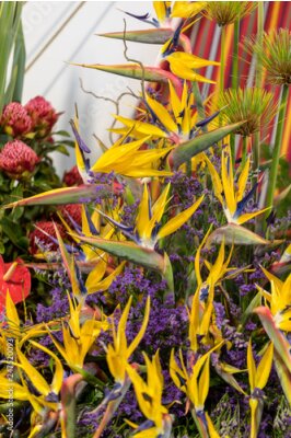 Papier peint  Strelitzia, fleur tropicale ou oiseau de paradis de l'île de Madère, Portugal.