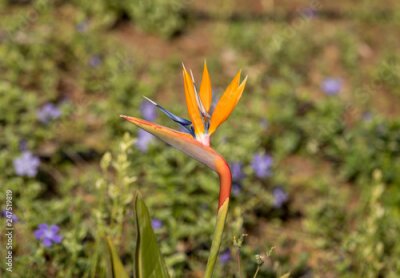 Papier peint  Strelitzia, fleur tropicale ou oiseau de paradis de l'île de Madère, Portugal.