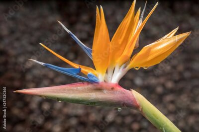 Papier peint  Strelitzia, fleur tropicale ou oiseau de paradis de l'île de Madère, Portugal.