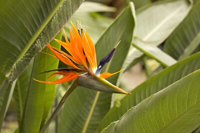 Papier peint  strelitzia fleurit dans la serre