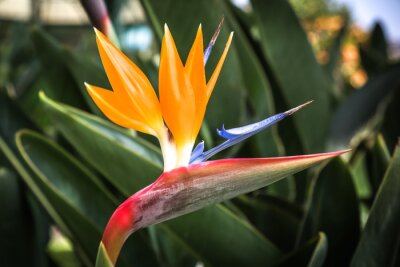Papier peint  Strelitzia fleurs