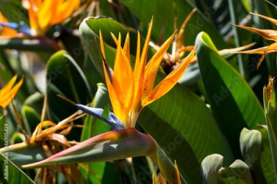 Papier peint  Strelitzia fleurs