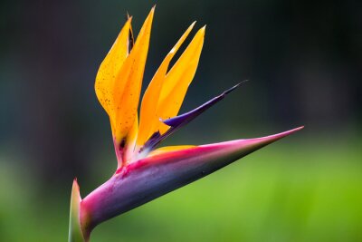 Papier peint  Strelitzia fleurs