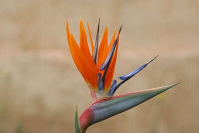 Papier peint  Strelitzia fleurs