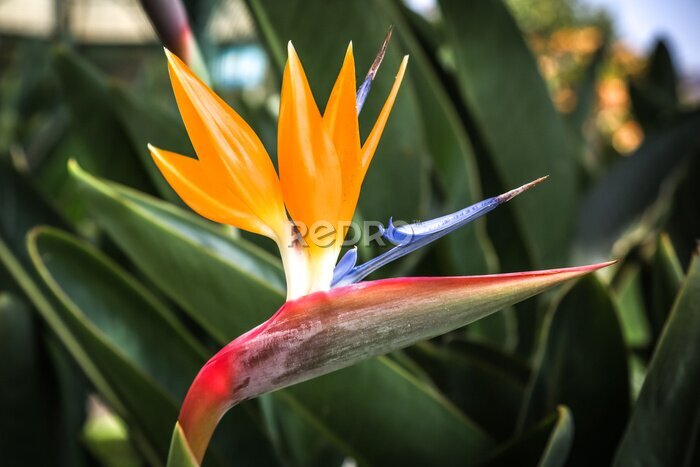 Papier peint  Strelitzia fleurs