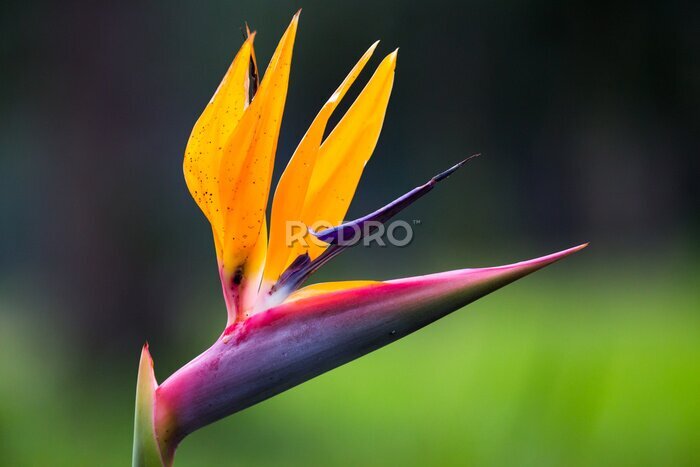 Papier peint  Strelitzia fleurs