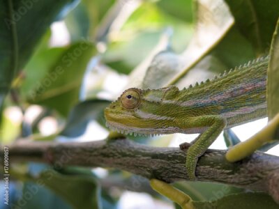 Papier peint  Strelitzia fleurs avec des montagnes