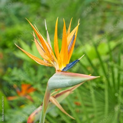 Papier peint  Strelitzia fleurs d'orange