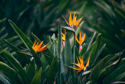 Papier peint  Strelitzia, fleurs, fleurir, ressort, jardin