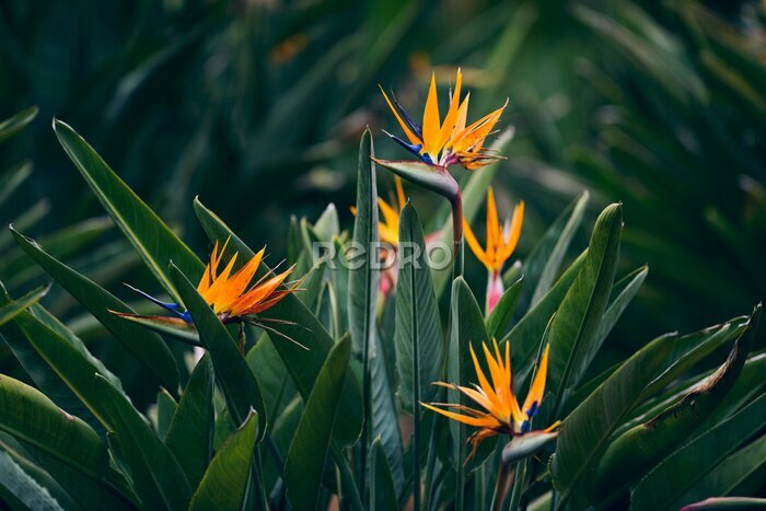Papier peint  Strelitzia, fleurs, fleurir, ressort, jardin