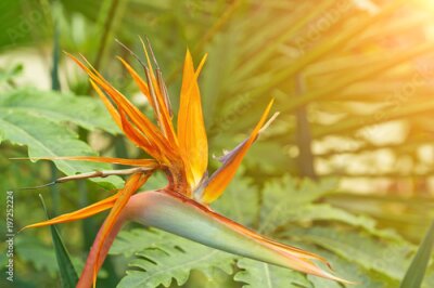 Papier peint  Strelitzia fleurs orange
